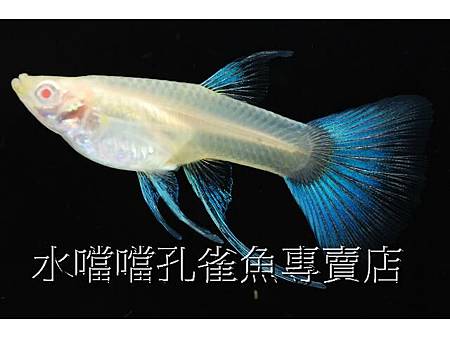 水噹噹孔雀魚專賣店007.jpg