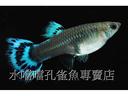 水噹噹孔雀魚專賣店003.jpg