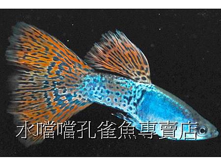 水噹噹孔雀魚專賣店009.jpg