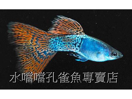 水噹噹孔雀魚專賣店008.jpg