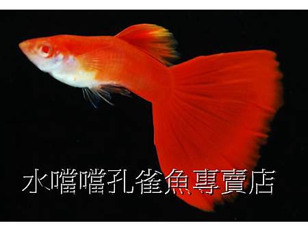 水噹噹孔雀魚專賣店010.jpg