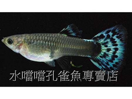 水噹噹孔雀魚專賣店005.jpg