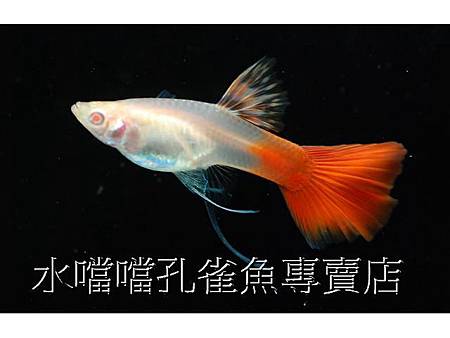 水噹噹孔雀魚專賣店003.jpg