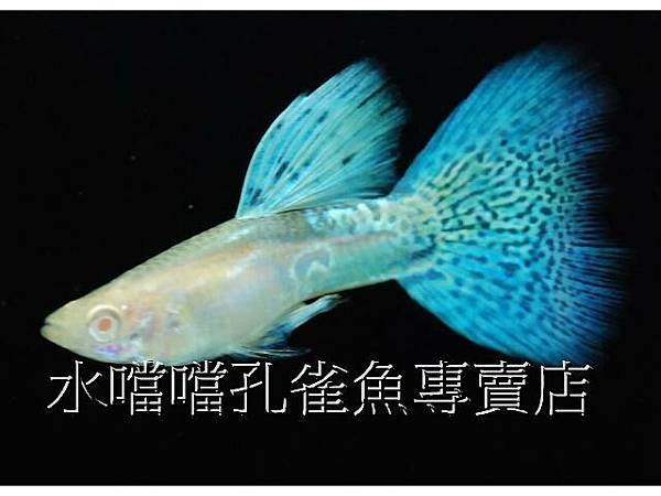 水噹噹孔雀魚專賣店004.jpg