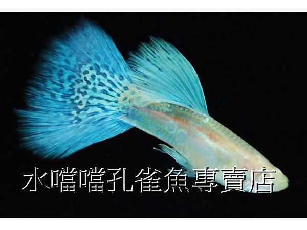 水噹噹孔雀魚專賣店003.jpg