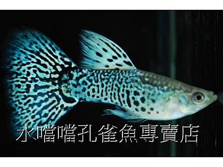 水噹噹孔雀魚專賣店003.jpg