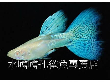 水噹噹孔雀魚專賣店002.jpg