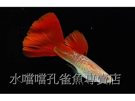 水噹噹孔雀魚專賣店001.jpg