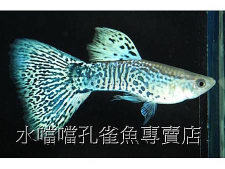 水噹噹孔雀魚專賣店001.jpg