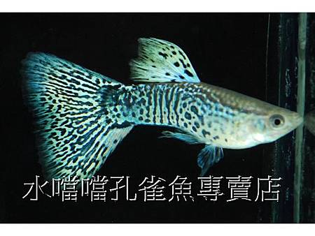 水噹噹孔雀魚專賣店003.jpg