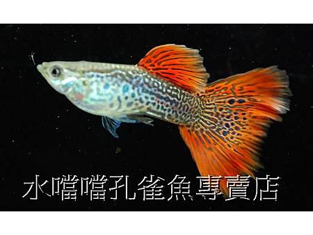 水噹噹孔雀魚專賣店001.jpg