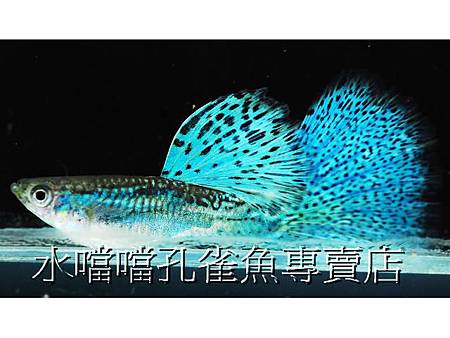 水噹噹孔雀魚專賣店003.jpg