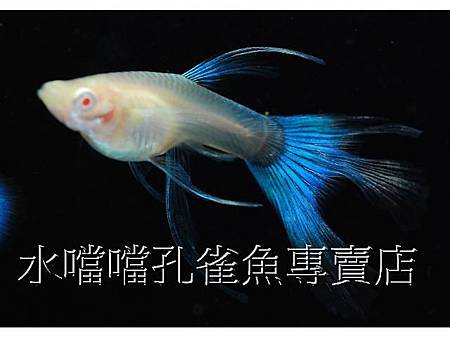 水噹噹孔雀魚006.jpg