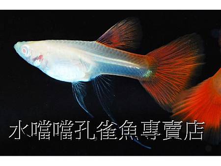 水噹噹孔雀魚005.jpg