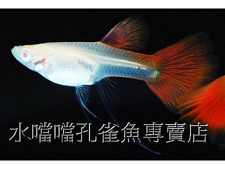 水噹噹孔雀魚006.jpg