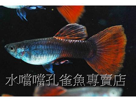 水噹噹孔雀魚002.jpg