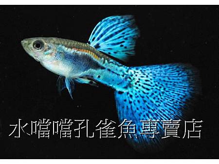 水噹噹孔雀魚002.jpg