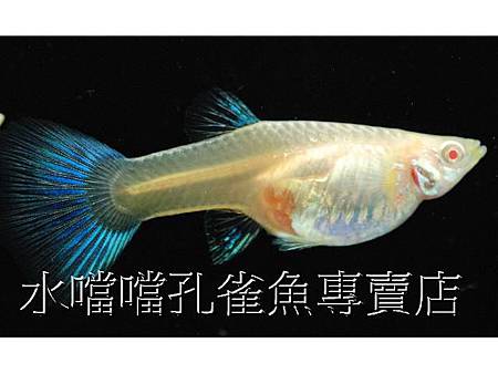 水噹噹孔雀魚003.jpg