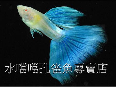 水噹噹孔雀魚002.jpg