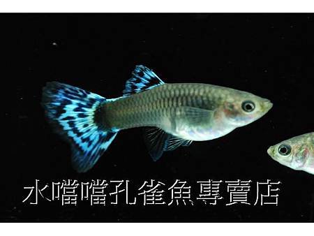 水噹噹孔雀魚專賣店003.jpg