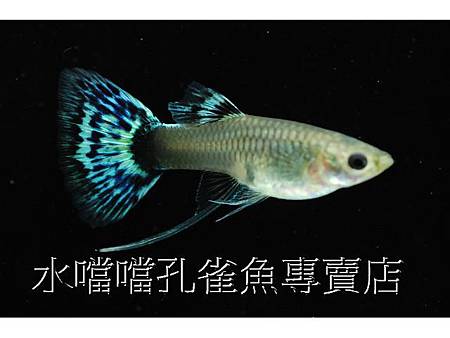 水噹噹孔雀魚專賣店005.jpg