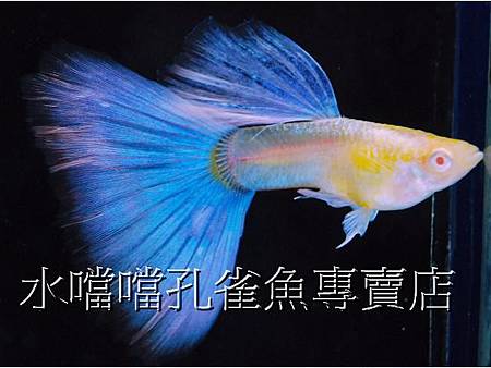 水噹噹孔雀魚001.jpg