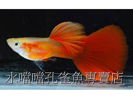 水噹噹孔雀魚003.jpg