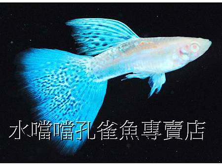 水噹噹孔雀魚002.jpg