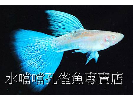 水噹噹孔雀魚001.jpg