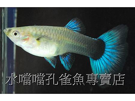 水噹噹孔雀魚002.jpg