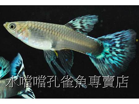 水噹噹孔雀魚005.jpg