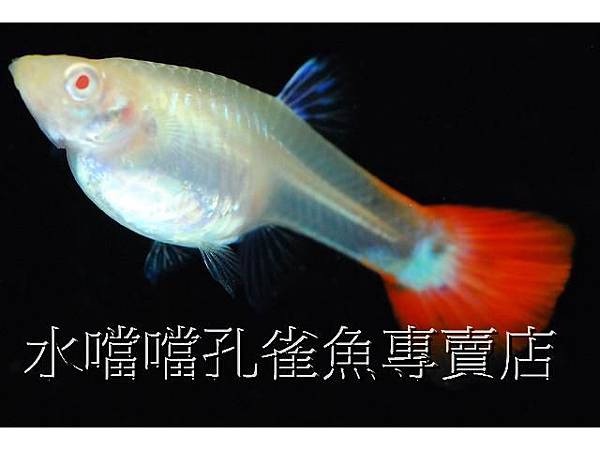 水噹噹孔雀魚全紅白子燕尾004.jpg