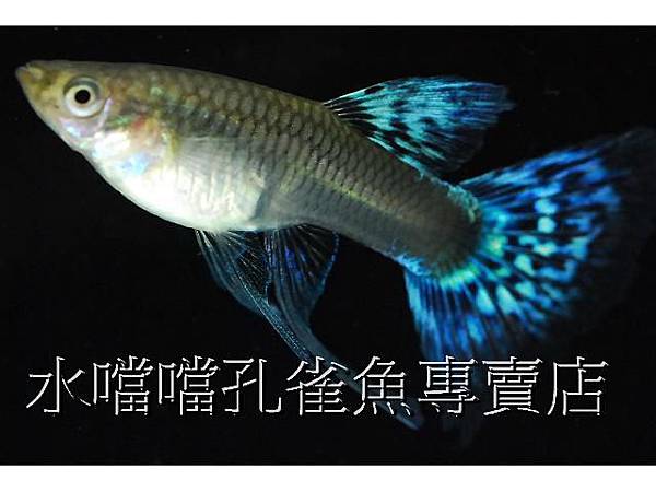 水噹噹孔雀魚004.jpg