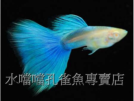 水噹噹孔雀魚001.jpg