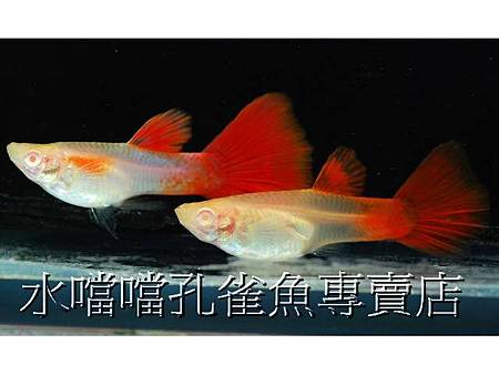 水噹噹孔雀魚002.jpg