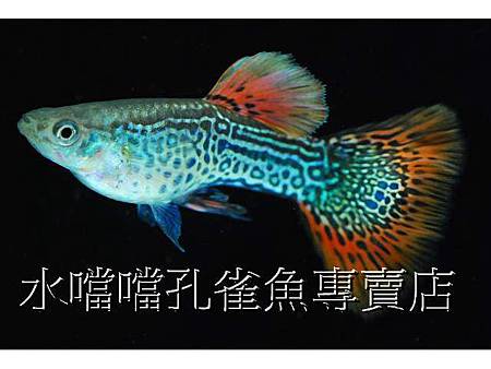 水噹噹孔雀魚002.jpg