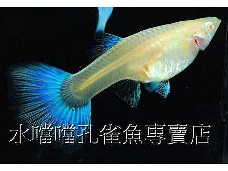 水噹噹孔雀魚004.jpg