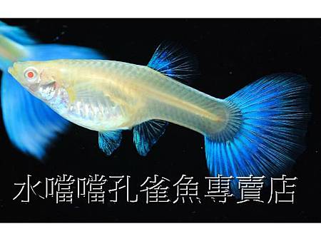 水噹噹孔雀魚005.jpg