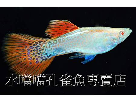 水噹噹孔雀魚001.jpg