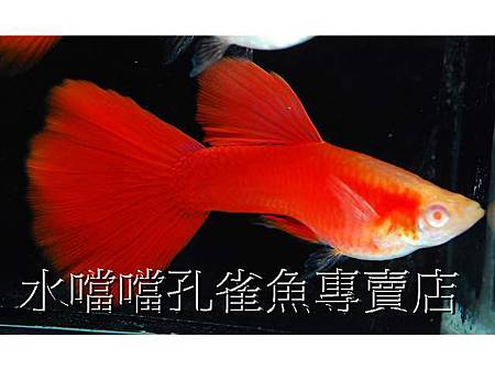 水噹噹孔雀魚001.jpg