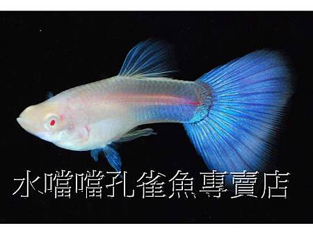 水噹噹孔雀魚002.jpg