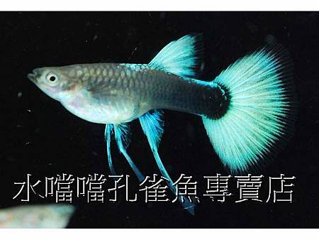 水噹噹孔雀魚005.jpg