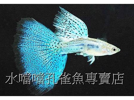 水噹噹孔雀魚001.jpg