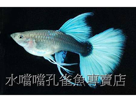 水噹噹孔雀魚003.jpg