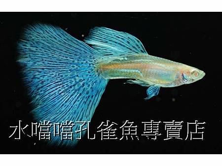 水噹噹孔雀魚004.jpg