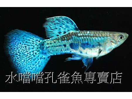 水噹噹孔雀魚001.jpg