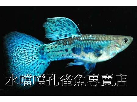 水噹噹孔雀魚003.jpg