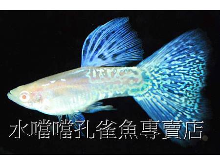 水噹噹孔雀魚003.jpg