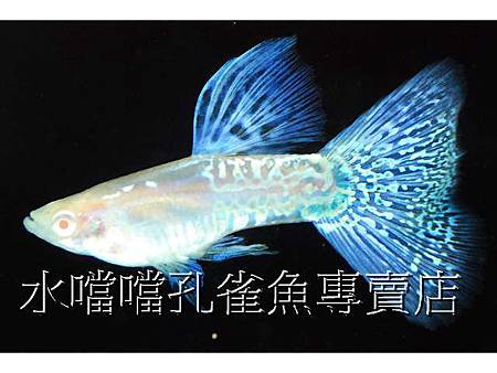 水噹噹孔雀魚002.jpg