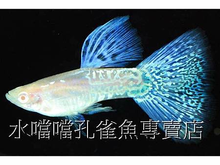 水噹噹孔雀魚004.jpg